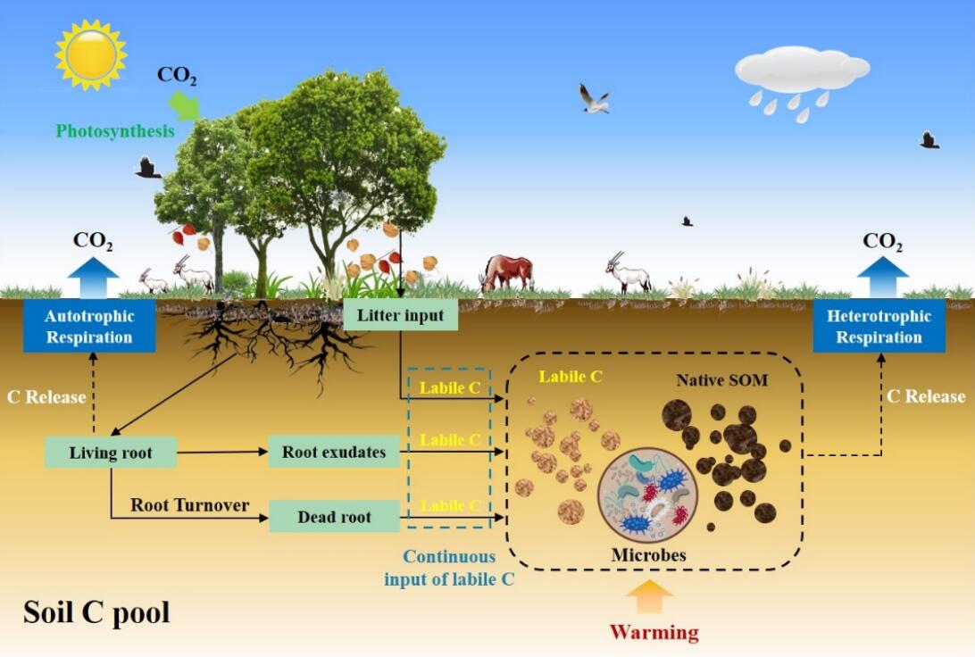 土壤有机碳分解循坏